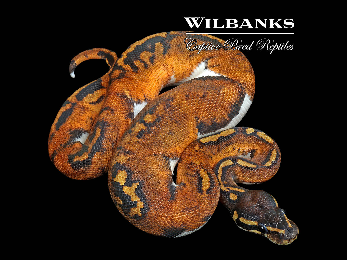 Blackhead Pied 100% Het. Lavender Albino Ball Python ♂ '25