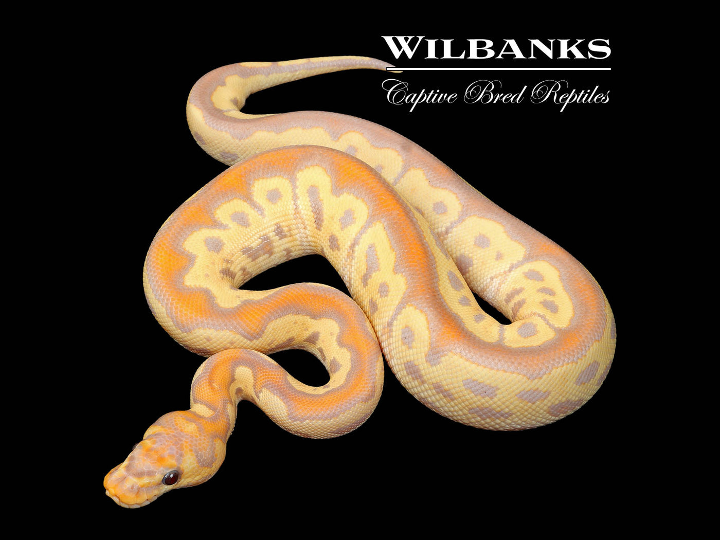 Banana Clown Ball Python ♂ '25