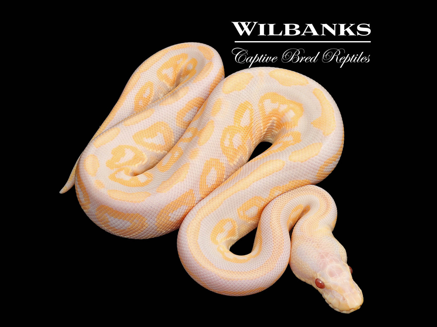 Cinnamon Candy Ball Python ♂ '25