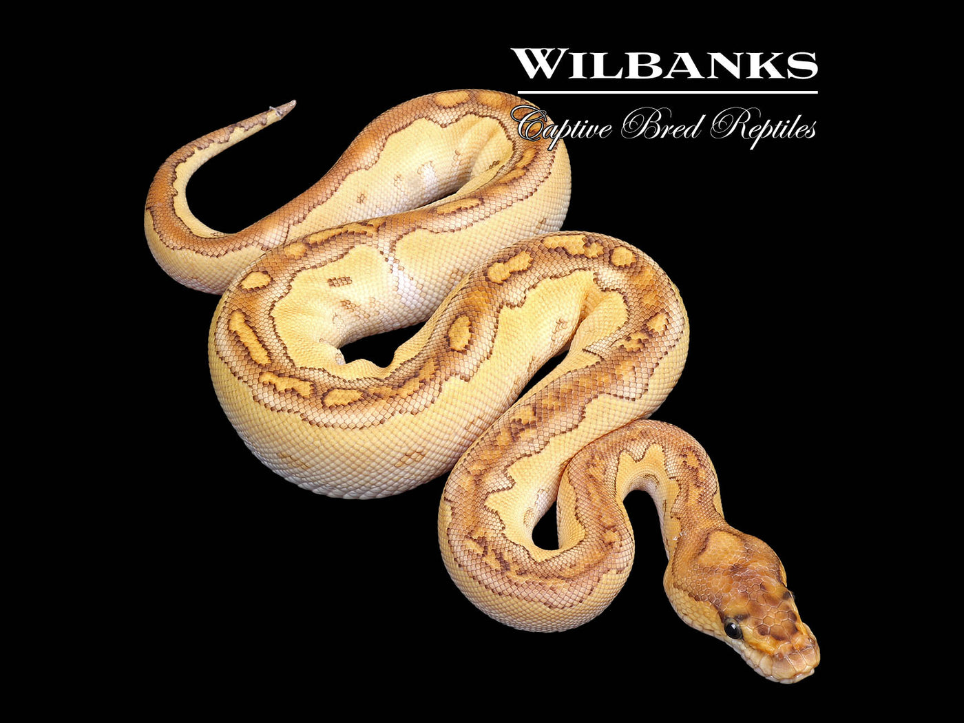 Butter Clown Ball Python ♀ '25
