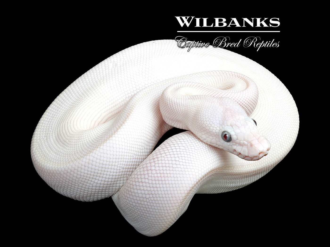 Blue Eyed Leucistic (Mojave Butter) Ball Python ♀ '25