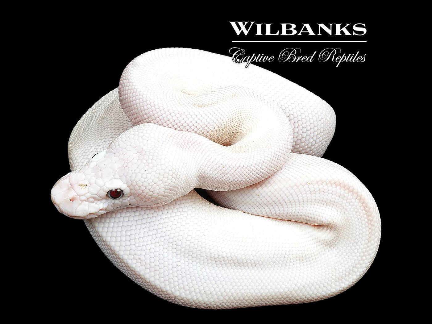 Blue Eyed Leucistic (Mojave Butter) Ball Python ♀ '25