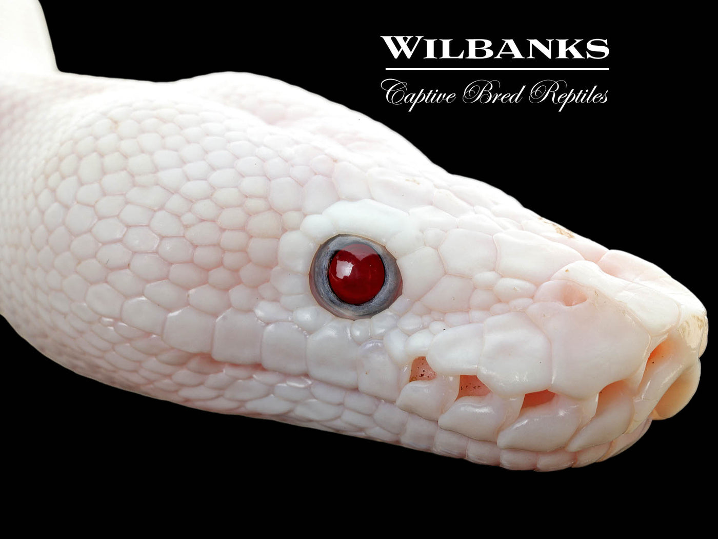 Blue Eyed Leucistic (Mojave Butter) Ball Python ♀ '25