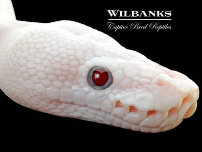 Blue Eyed Leucistic (Mojave Butter) Ball Python ♀ '25