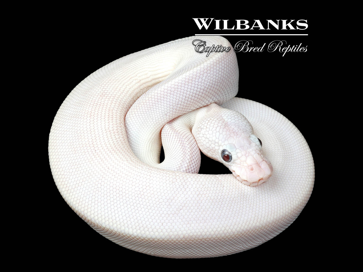 Blue Eyed Leucistic (Mojave Butter) Ball Python ♀ '25