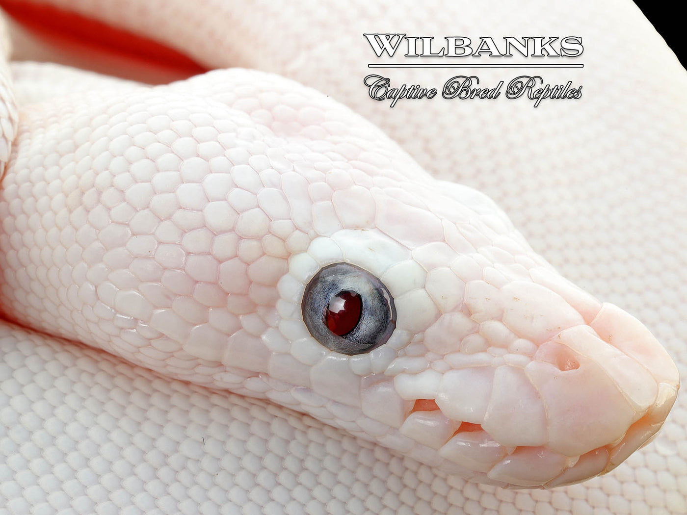 Blue Eyed Leucistic (Mojave Butter) Ball Python ♀ '25
