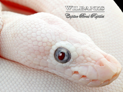 Blue Eyed Leucistic (Mojave Butter) Ball Python ♀ '25