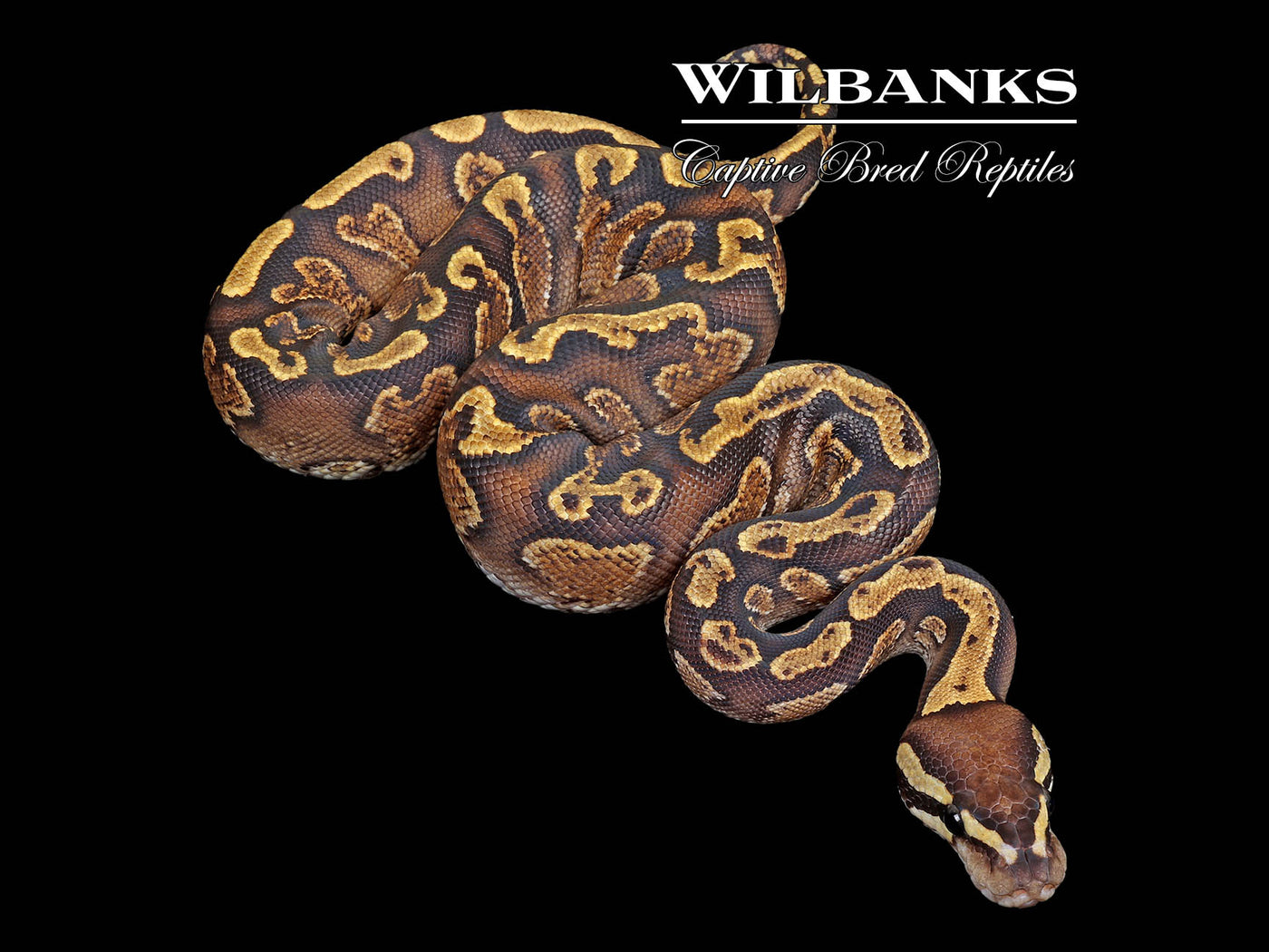 GHI Spark Ball Python ♀ '25