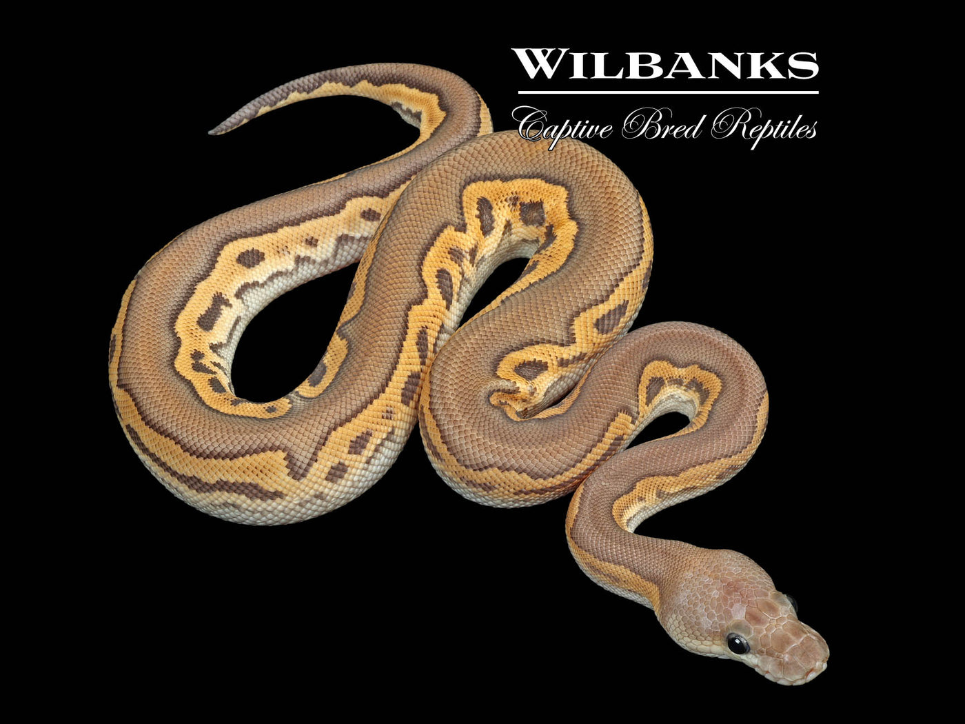 Cinnamon Mojave Clown Ball Python ♀ '25