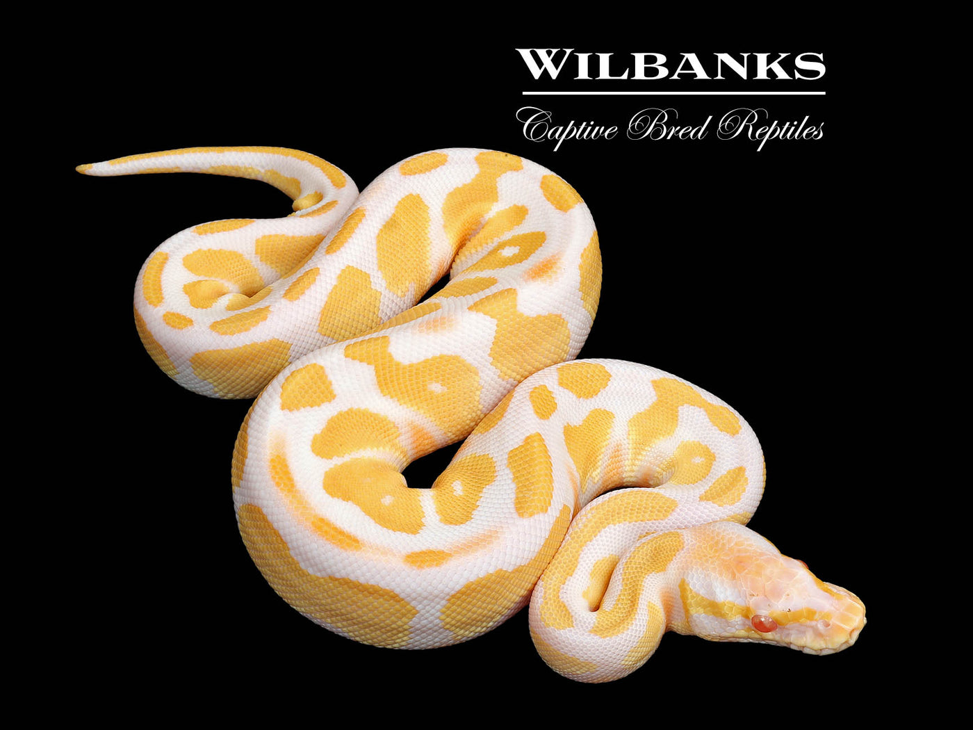 Albino Blackhead Ball Python ♀ '25