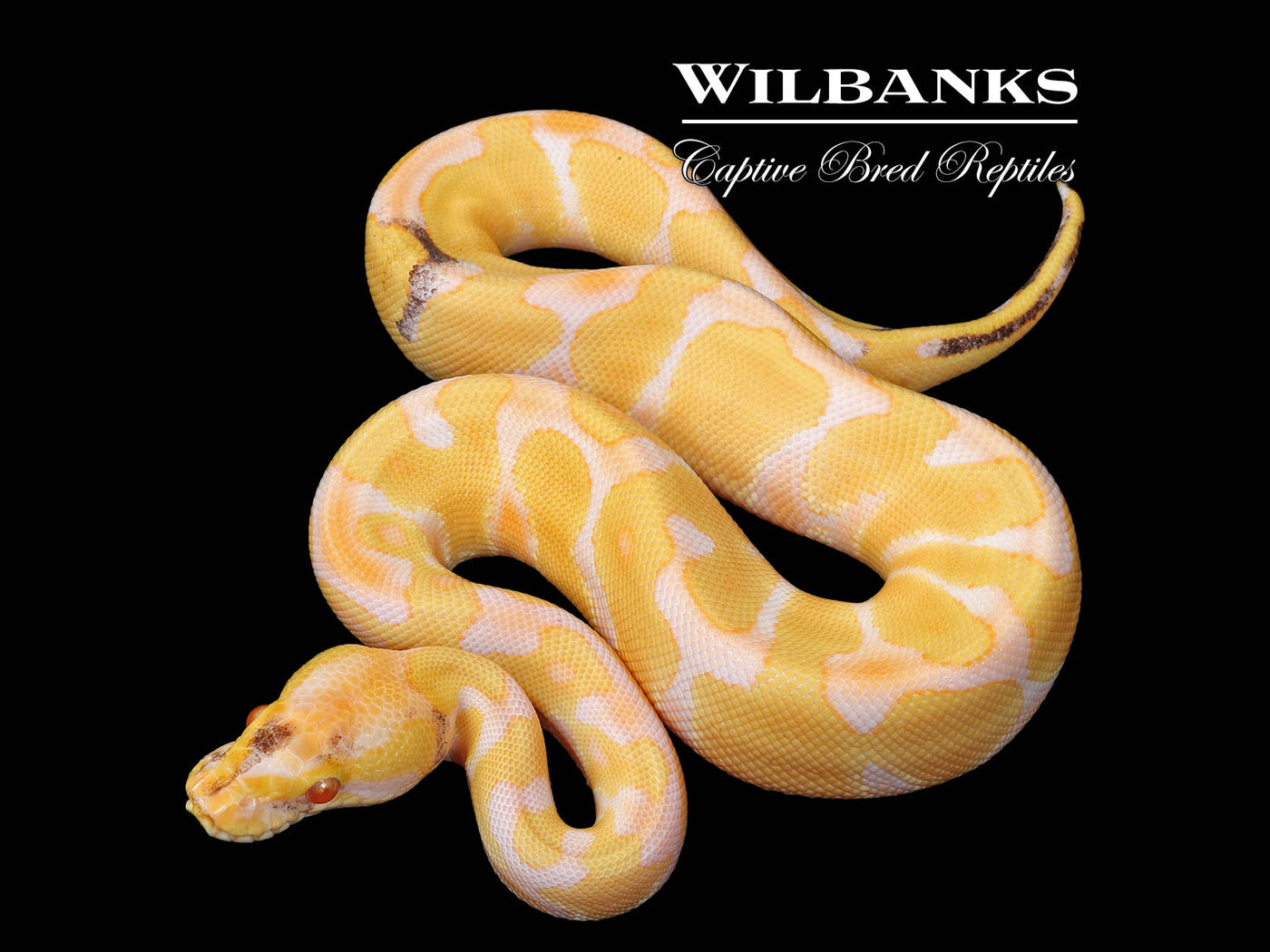 Paradox Albino Enchi Ball Python ♂ '25