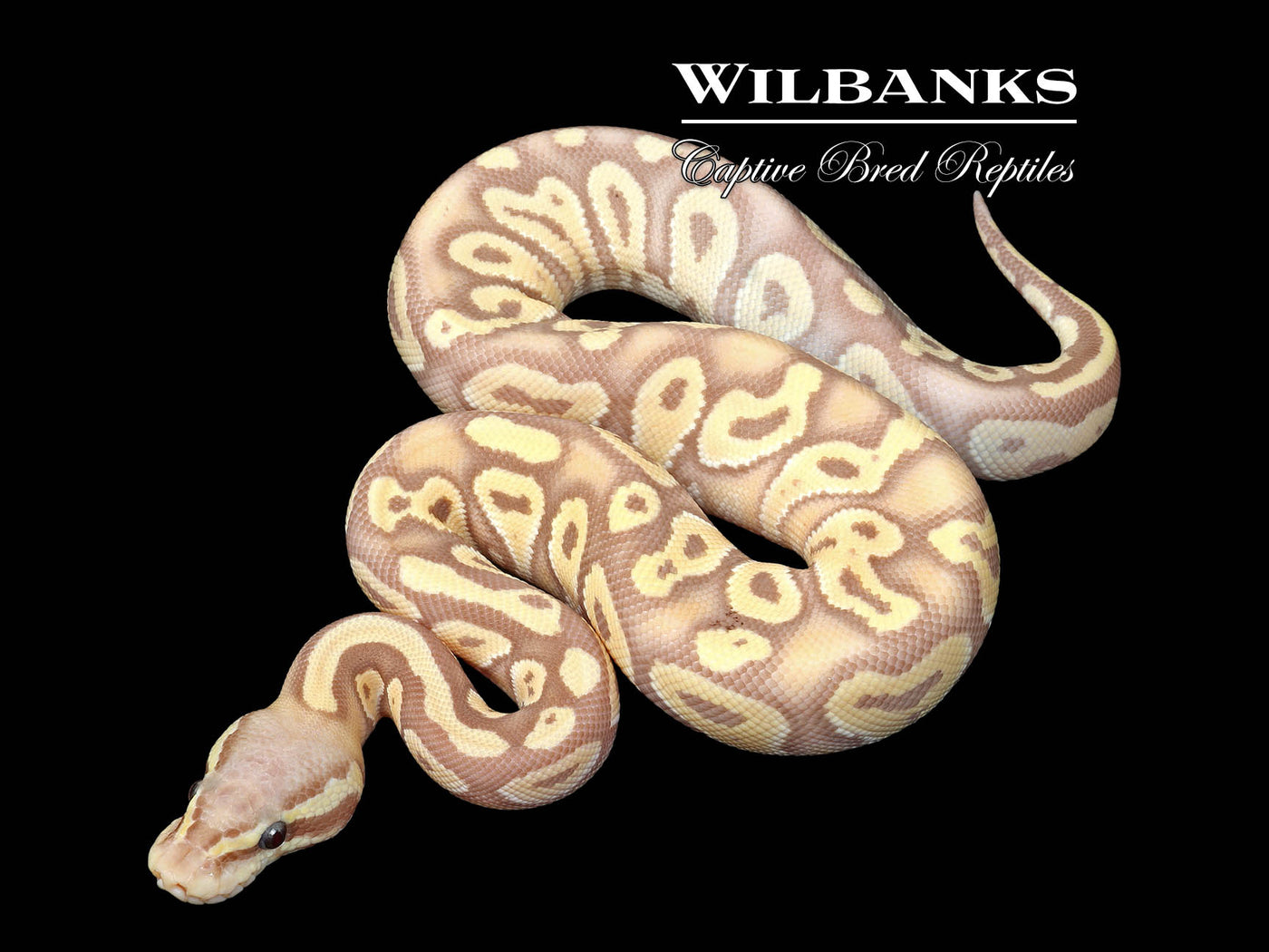 Banana Pastave Ball Python ♂ '25
