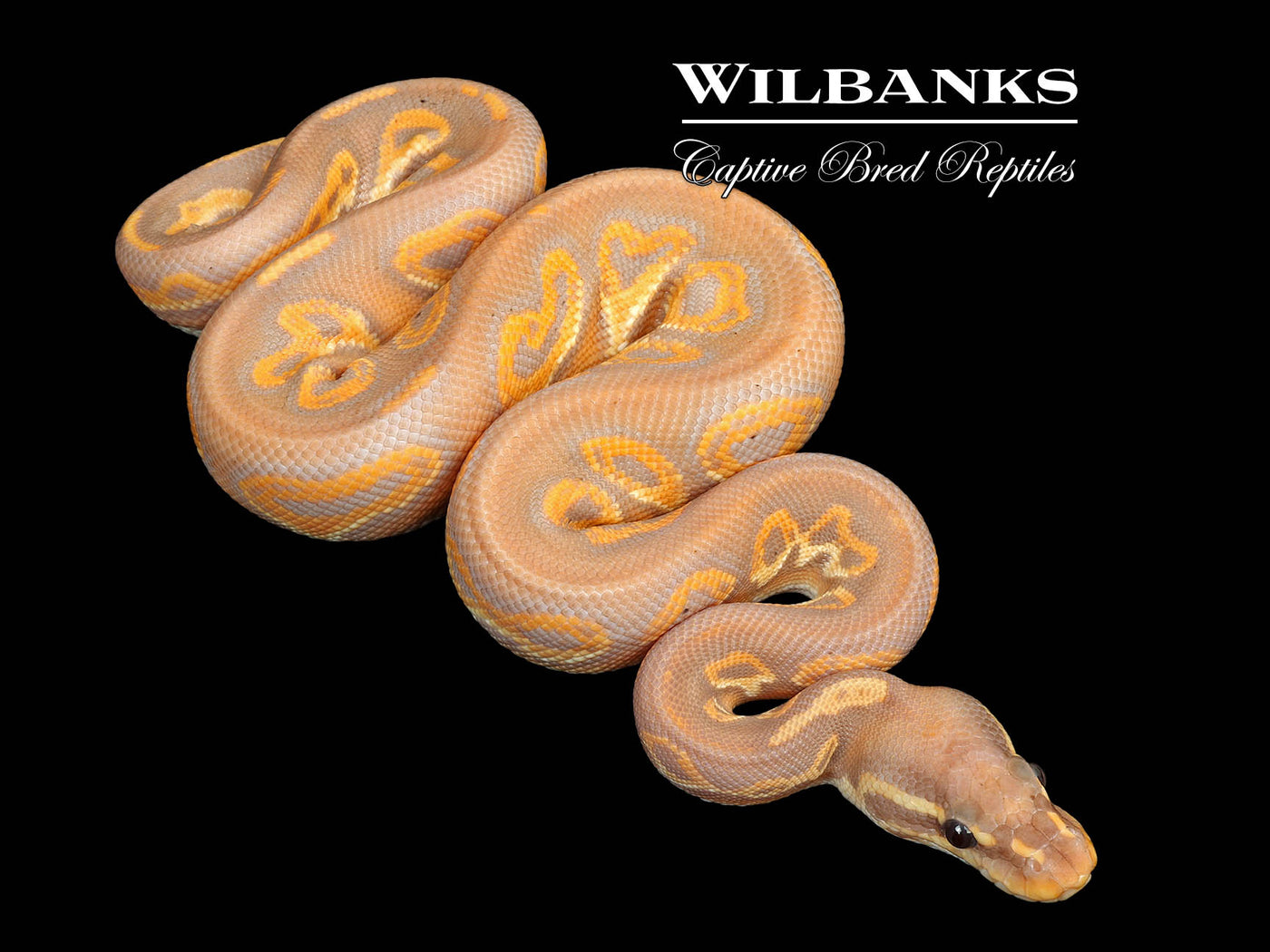 Banana Blackhead Yellow Belly Ball Python ♂ '25