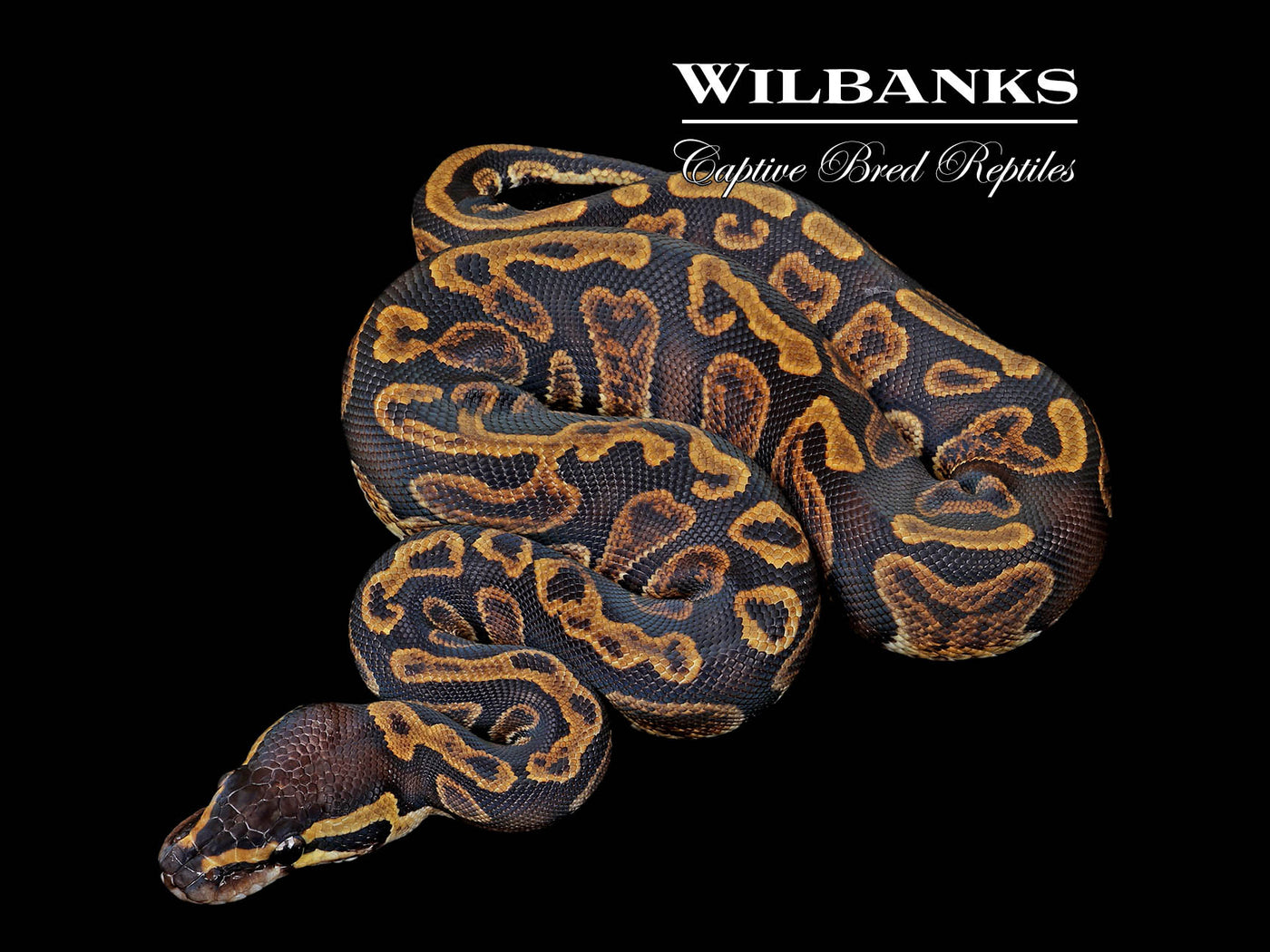 GHI 100% Het. Pied Ball Python ♀ '25
