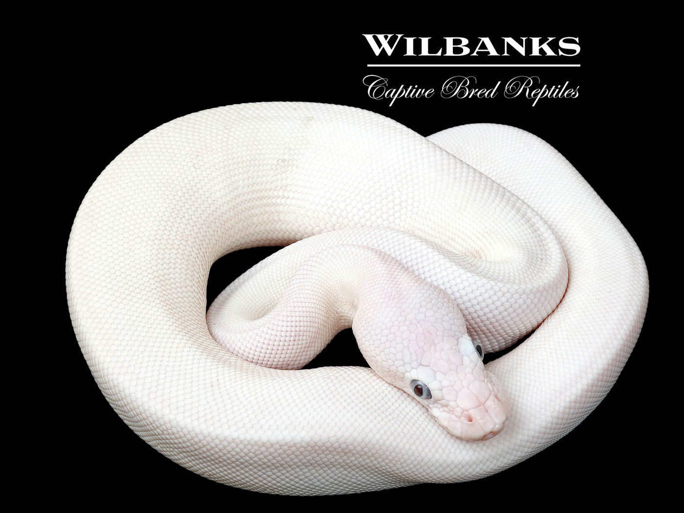 Blue Eyed Leucistic (Mojave Butter) Ball Python ♂ '25