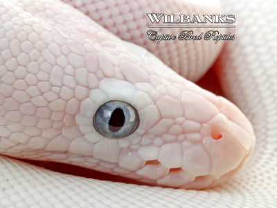 Blue Eyed Leucistic (Mojave Butter) Ball Python ♂ '25