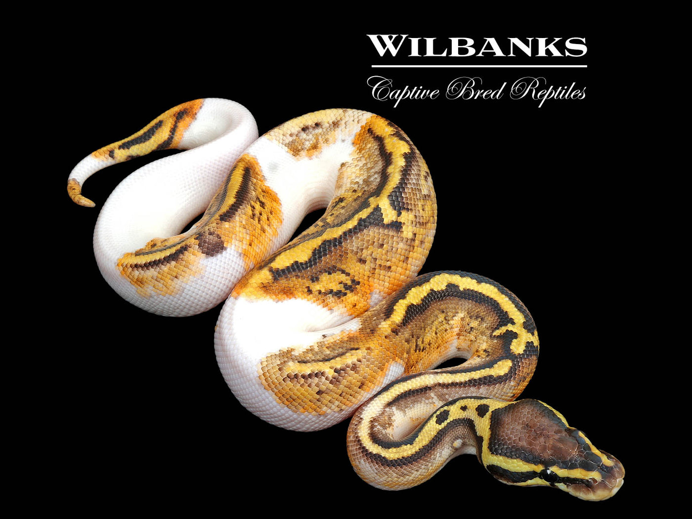 Pastel Pied Ball Python ♂ '25