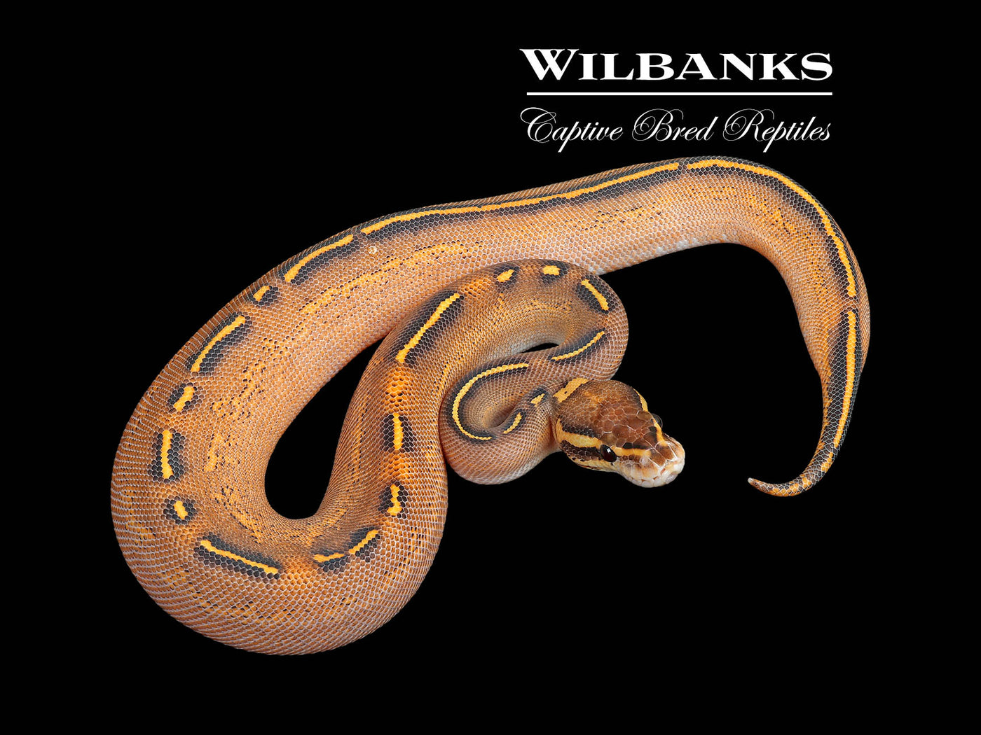 Black Pastel Freeway Ball Python ♂ '25