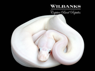 Banana Super Fire Ball Python ♂ '25