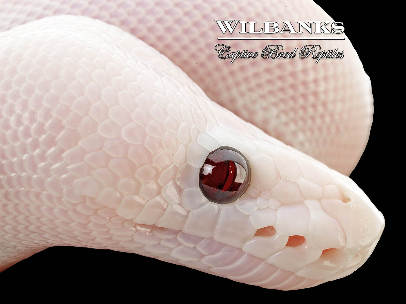 Banana Super Fire Ball Python ♂ '25