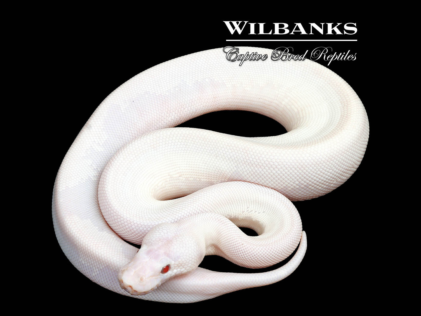 Blue Eyed Leucistic (Mojave Butter) Ball Python ♀ '25