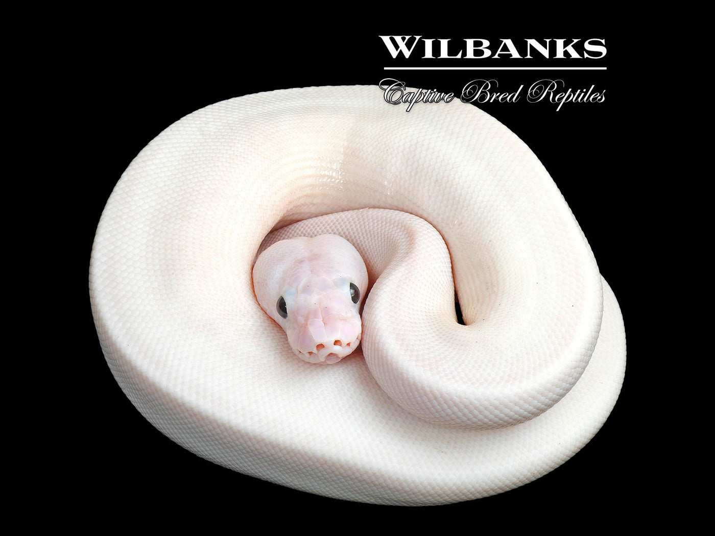 Super Fire Ball Python ♀ '25