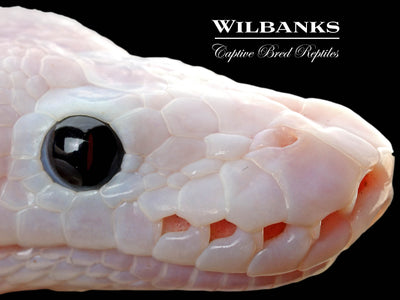 Super Fire Ball Python ♀ '25