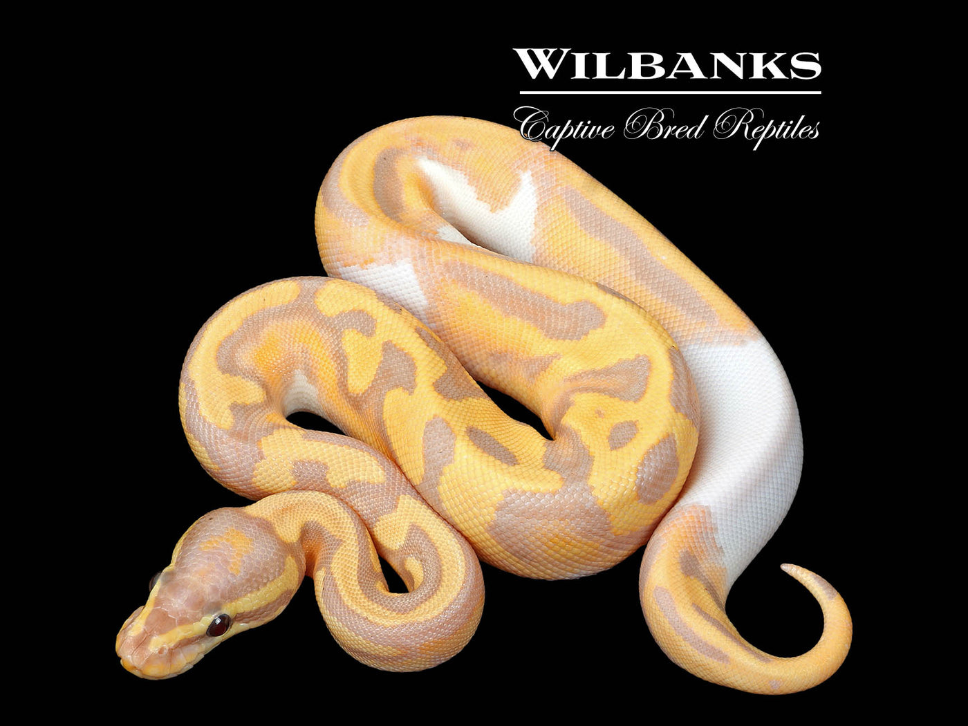 Banana Pied Ball Python ♀ '25