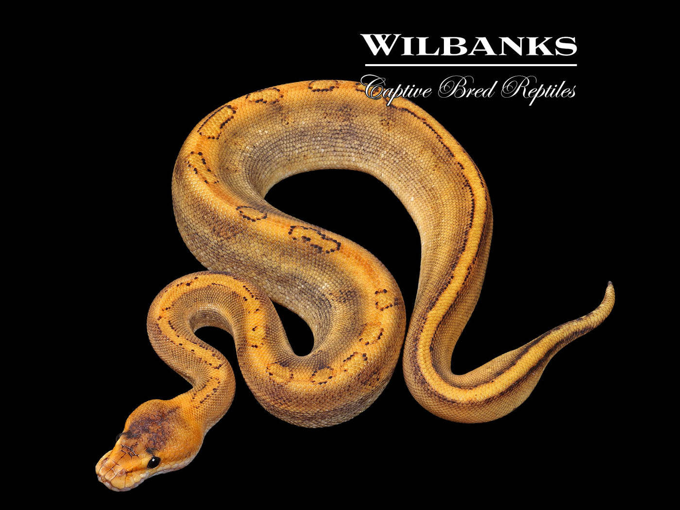 Champagne 100% Het. Orange Crush Ball Python ♀ '25