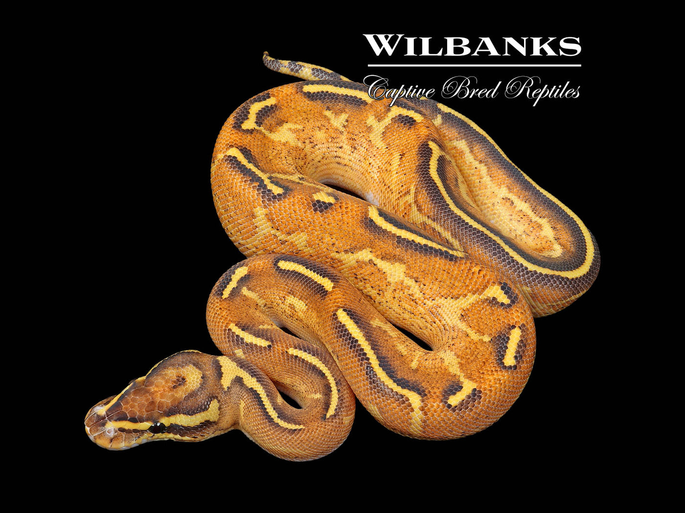 Orange Dream Freeway Ball Python ♂ '25