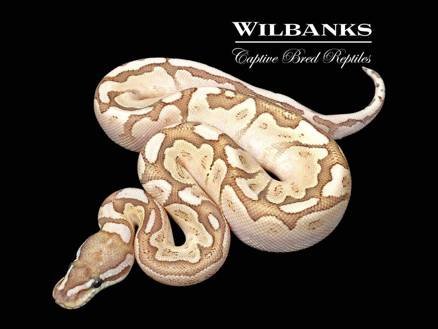 Bamboo Enchi Ball Python ♂ '25