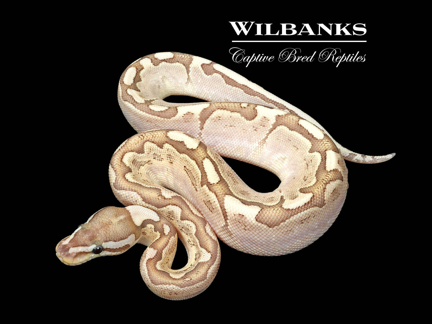 Bamboo Enchi Ball Python ♀ '25