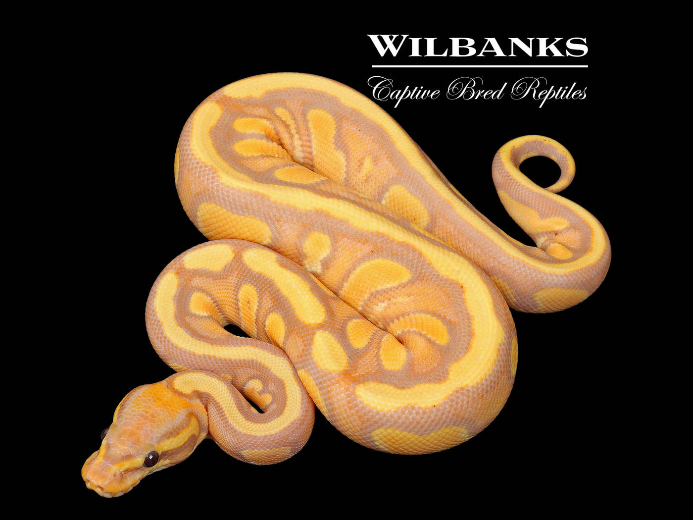 Banana Stranger Enchi 100% Het. Clown Ball Python ♀ '25