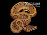 Pinstripe 100% Het. Pied Ball Python ♀ '26