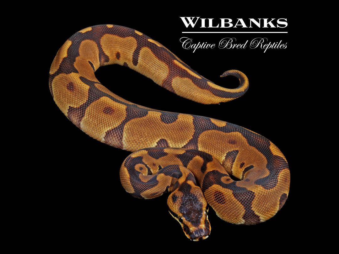 Leopard Enchi 100% Het. Albino Ball Python ♀ '26 – Wilbanks