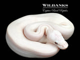Banana Blue Eyed Leucistic (Mojave Butter) Ball Python ♂ '26