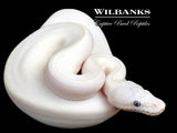 Blue Eyed Leucistic (Mojave Butter) Ball Python ♀ '26