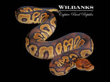 Mahogany Clown Ball Python ♀ '26