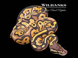 Blackhead FireFly Ball Python ♀'26