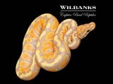 Banana Spotnose 100% Het. Clown Ball Python ♀ '26
