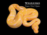 Albino Enchi Ball Python ♀ '26