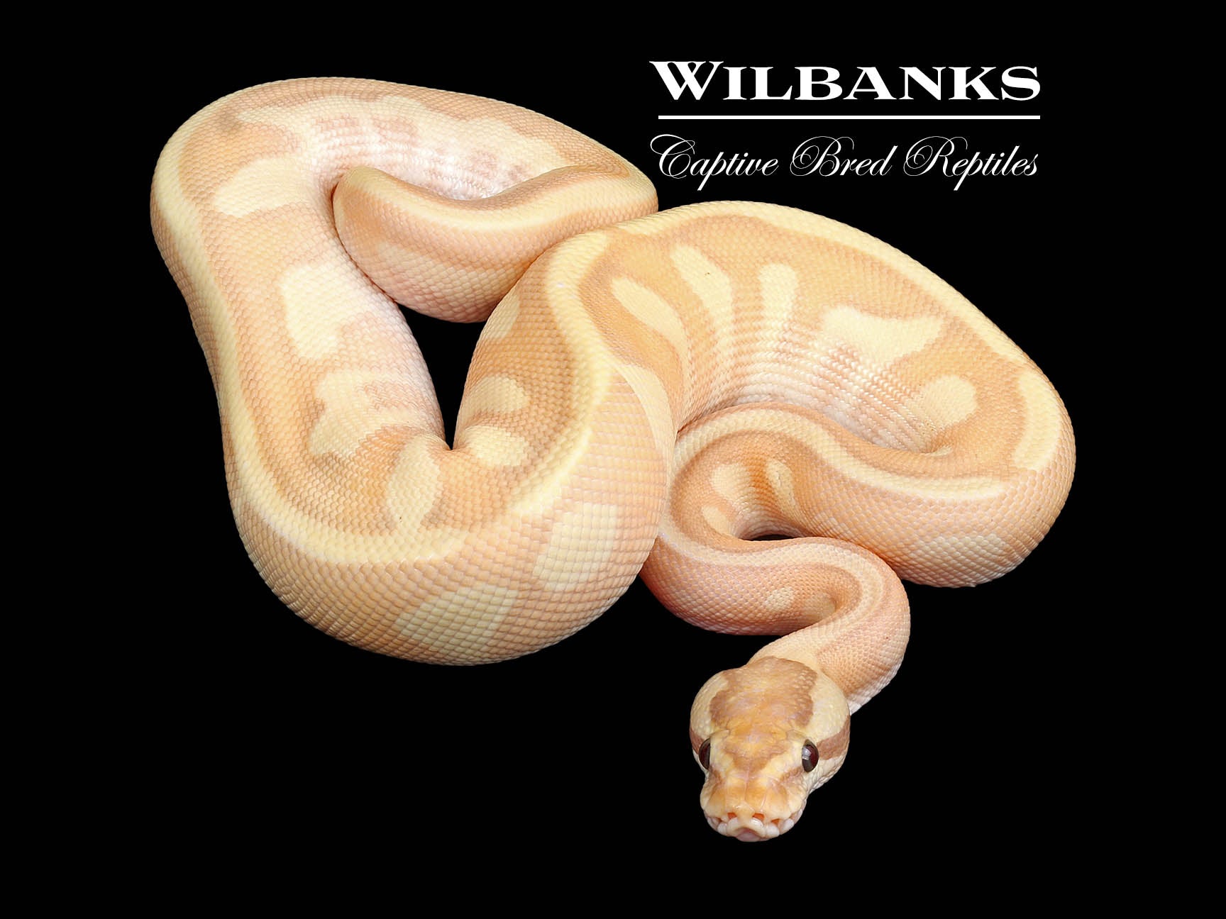 Nucular Ball Python Banana Nuclear Enchi Ball Python ♂ '24 – Wilbanks Captive Bred Reptiles