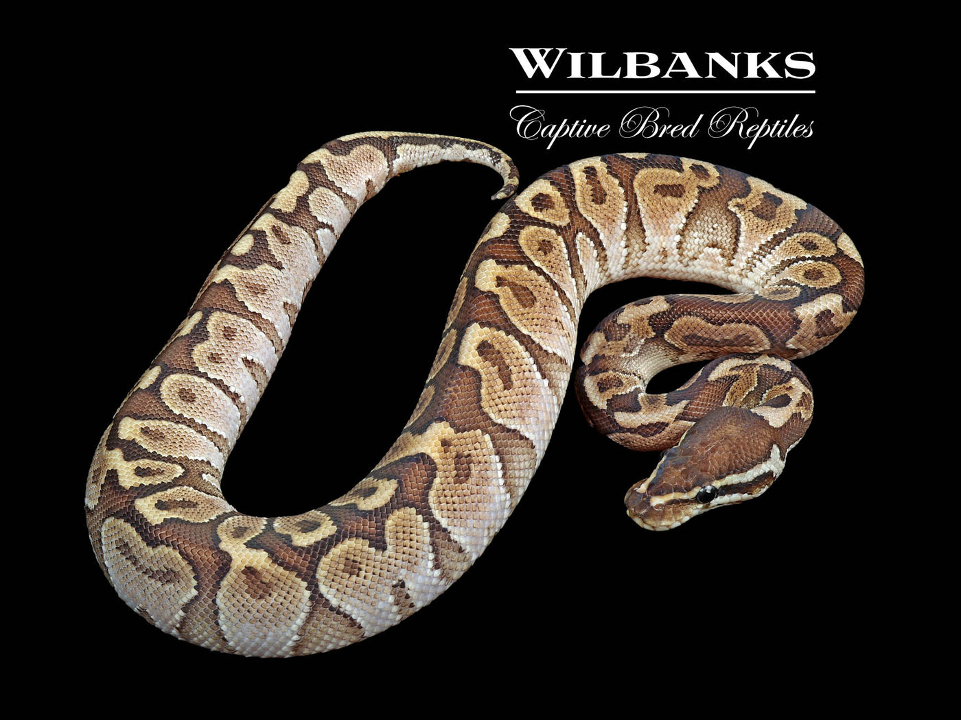 Bamboo Black Pastel Ball Python ♂ '24