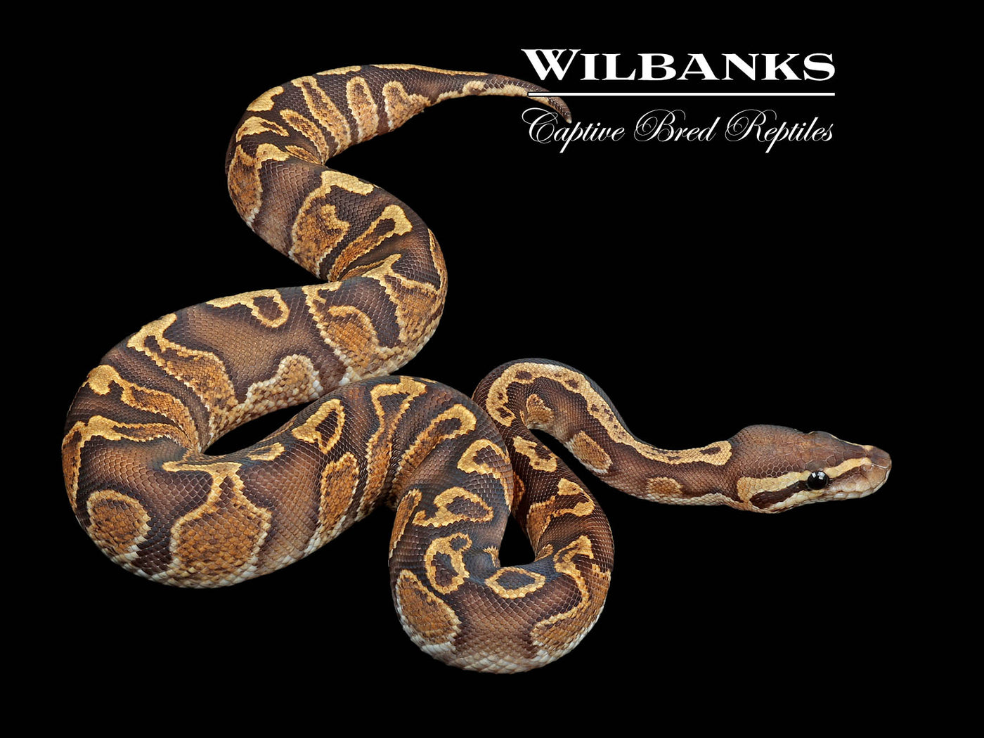 Enchi GHI Ball Python ♀ '24