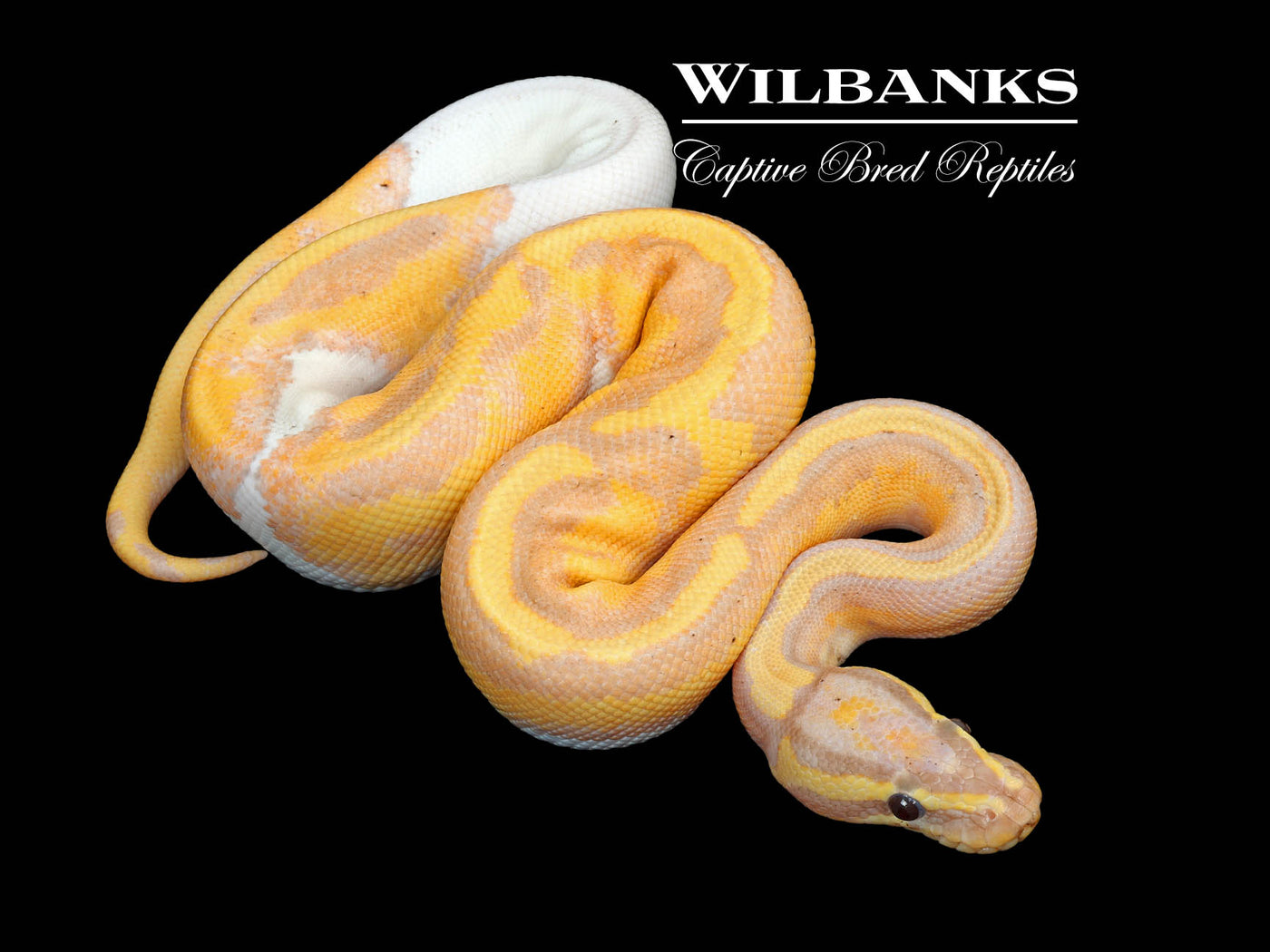 Banana Pied Ball Python ♂ '25
