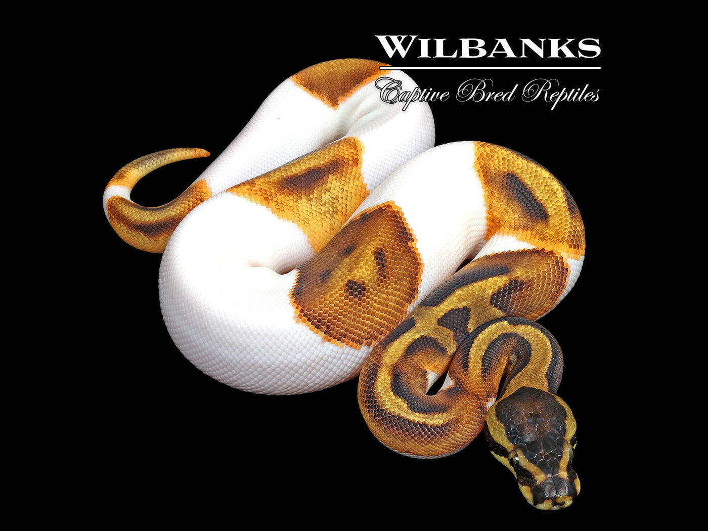 Enchi Pied Ball Python ♀ '25