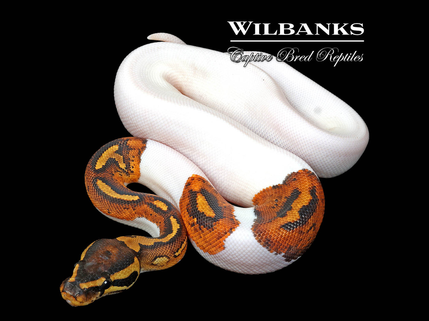 Yellow Belly Pied Ball Python ♀ '25