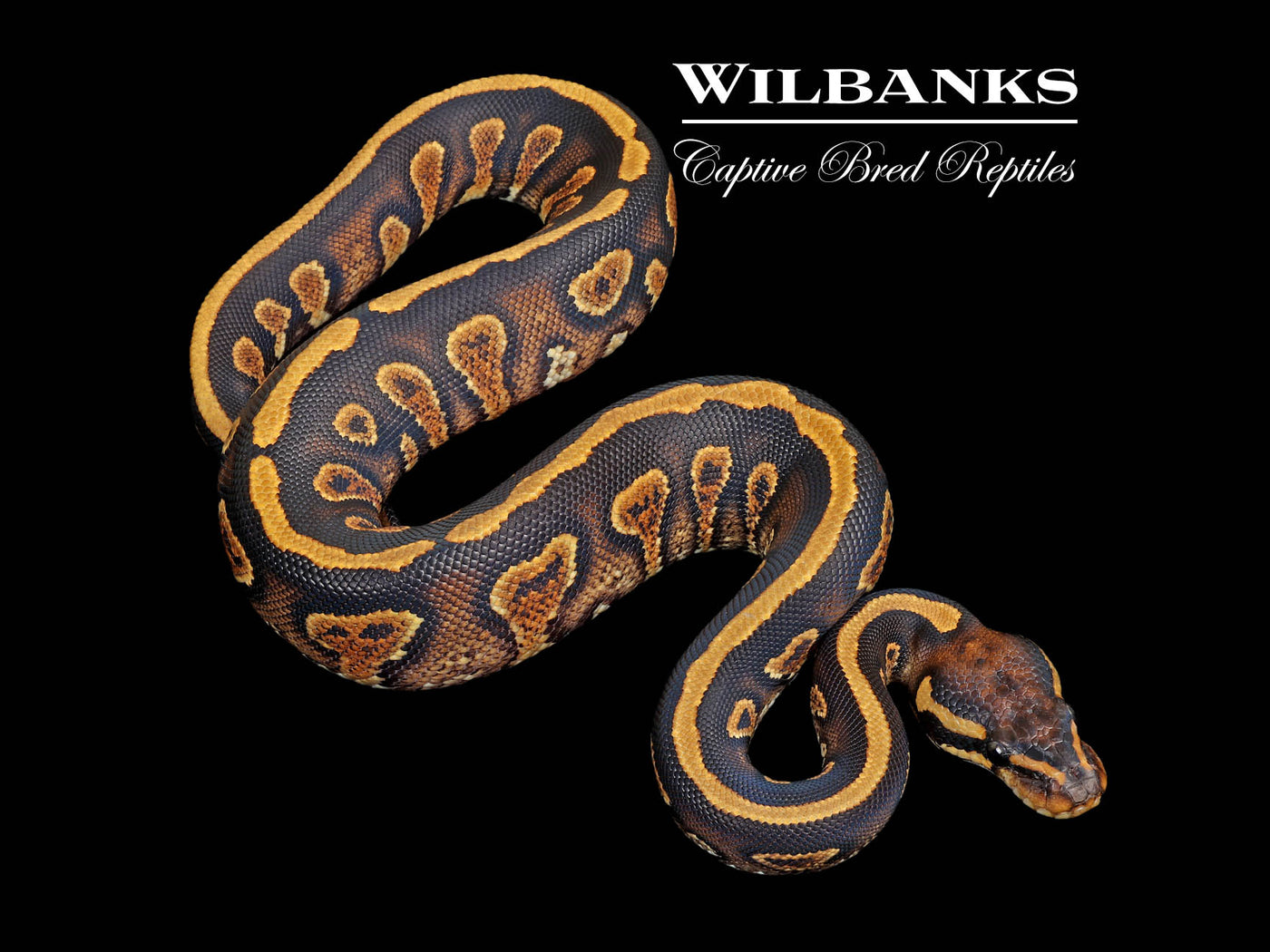 Stranger Yellow Belly Ball Python ♀ '25