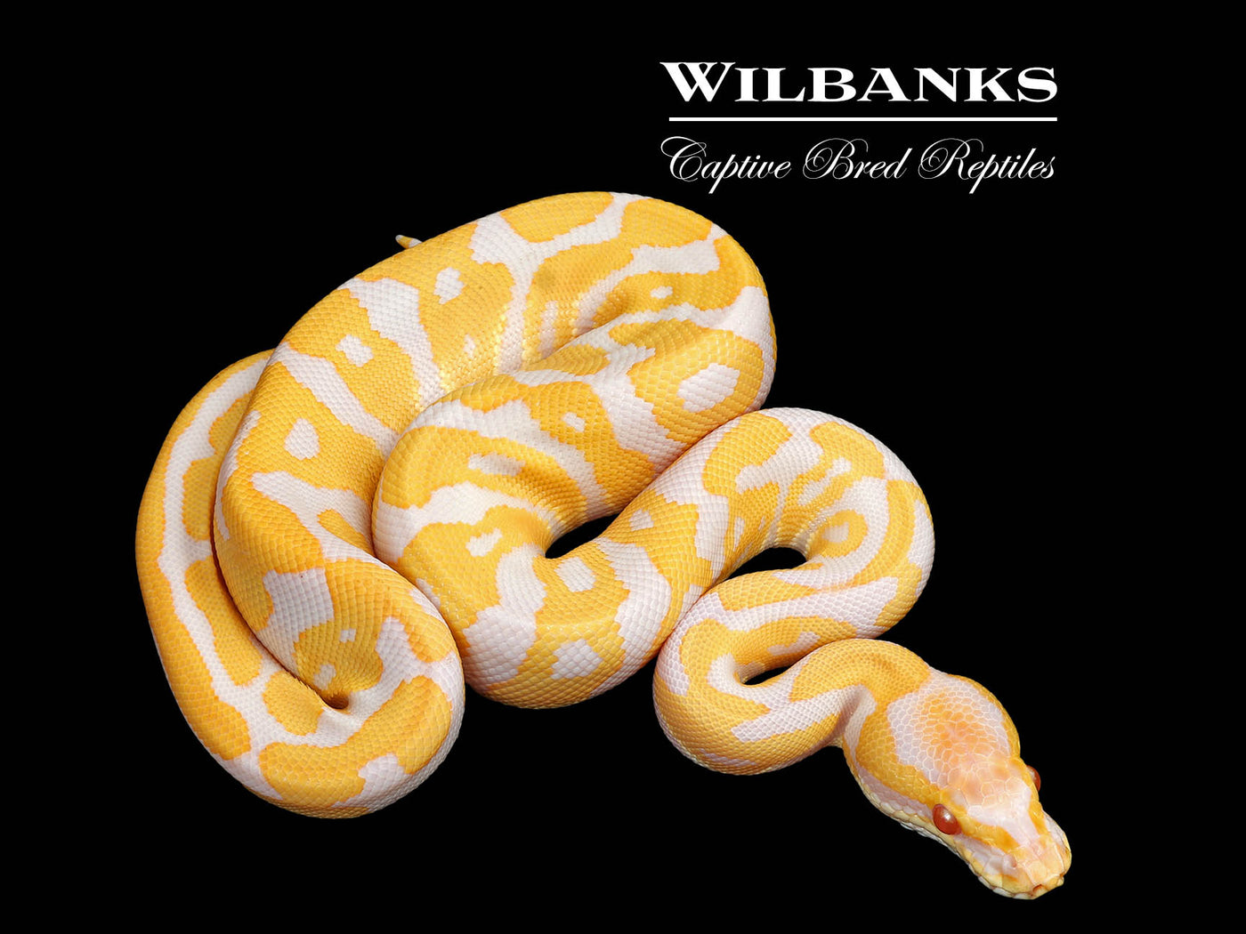Albino Leopard Ball Python ♂ '25