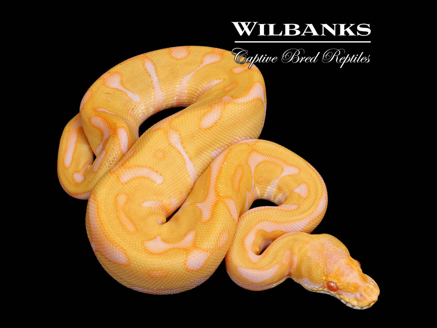 Albino Leopard Enchi Ball Python ♀ '25